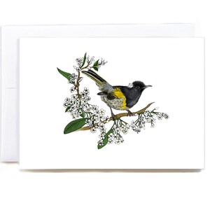 Tarjeta de felicitación de Hihi (Stitchbird), nativo de Nueva Zelanda