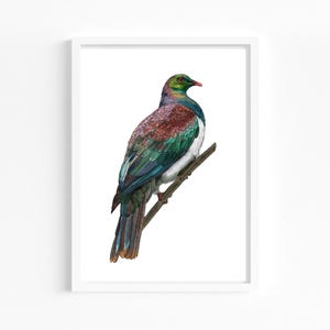 Kererū Bird Stampa artistica / Colombaccio nativo della Nuova Zelanda / A5 A4 A3 Illustrazione Giclée / Belle arti dell'artista locale neozelandese