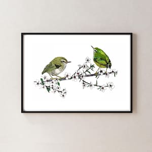 Titipounamu Rifleman Bird Art Print | Native New Zealand Bird Illustration | A4 Giclée Fine Art by Local Artist