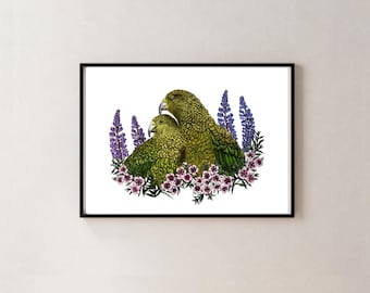 Kea, Mānuka, Lupin Art Print / Ilustración botánica y de aves nativas de Nueva Zelanda / Impresión Giclée por artista local