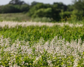 Letnia kolekcja cyfrowych teł - 5 cyfrowych teł o wysokiej rozdzielczości dla fotografów