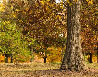 Tło cyfrowe | Scena Rustykalna Jesień | Kompozycja Photoshop | Kompozycja