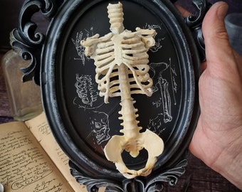 ANATOMY FRAME - skull medical horror home decor halloween gothyc decor wall dark frame witchey magical gift doctor vampire victorian
