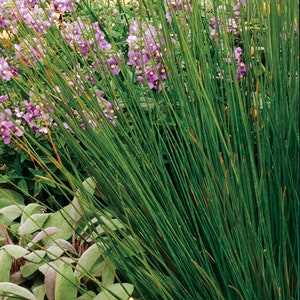 4 Cardinal Flower Lobelia cardinalis Koi Pond Bog Marsh Water garden ~Winter Hardy Perennial ~Bare-root