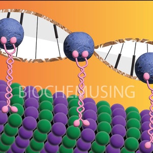 Kinesins Walking on Microtubule/Rhythm in Life