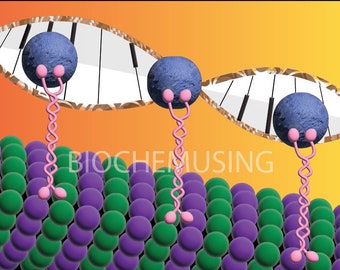 Kinesins Walking on Microtubule/Rhythm in Life