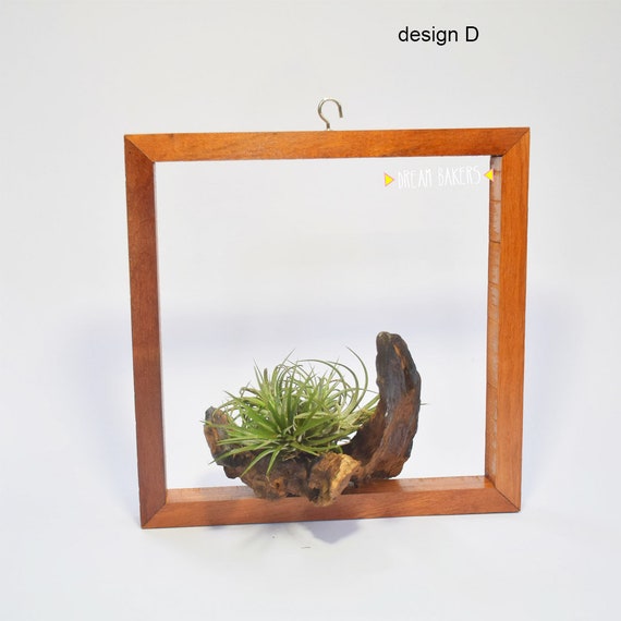 Tillandsia Air Plant Holder Teak 3d Frame For Wall Ceiling Etsy