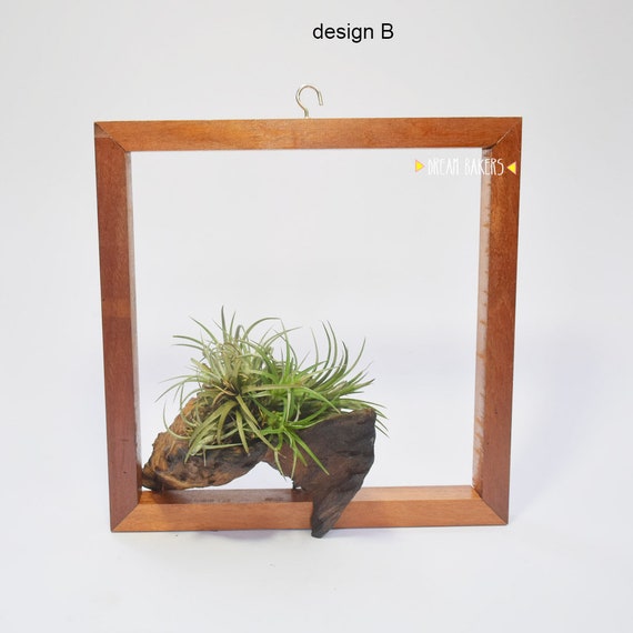 Tillandsia Air Plant Holder Teak 3d Frame For Wall Ceiling Hanging Tshelf Stand Garden Home Decoration Design B