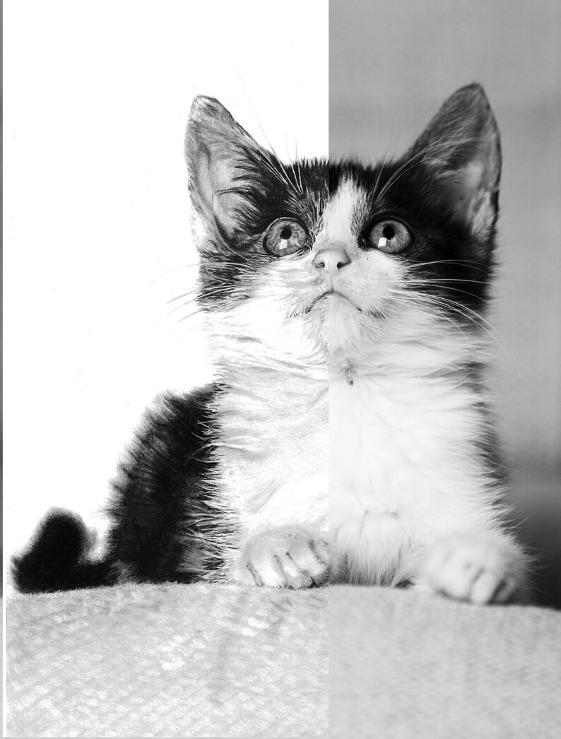 Kitten Drawing Hyperrealistic Pencil Drawing Art Print Etsy