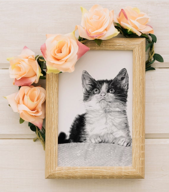 Kitten Drawing Hyper Realistic Pencil Drawing Art Print