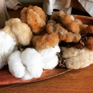 May include: A close-up of a bowl filled with fluffy white and brown cotton balls. The cotton balls are arranged in a decorative pattern, with the white cotton balls in the center and the brown cotton balls around the edges. The bowl is made of a natural material, possibly wood or bark.