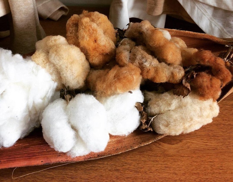 May include: A close-up of a bowl filled with fluffy white and brown cotton balls. The cotton balls are arranged in a decorative pattern, with the white cotton balls in the center and the brown cotton balls around the edges. The bowl is made of a natural material, possibly wood or bark.