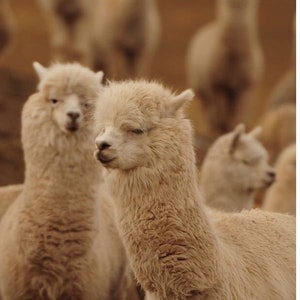 100% ALPACA
