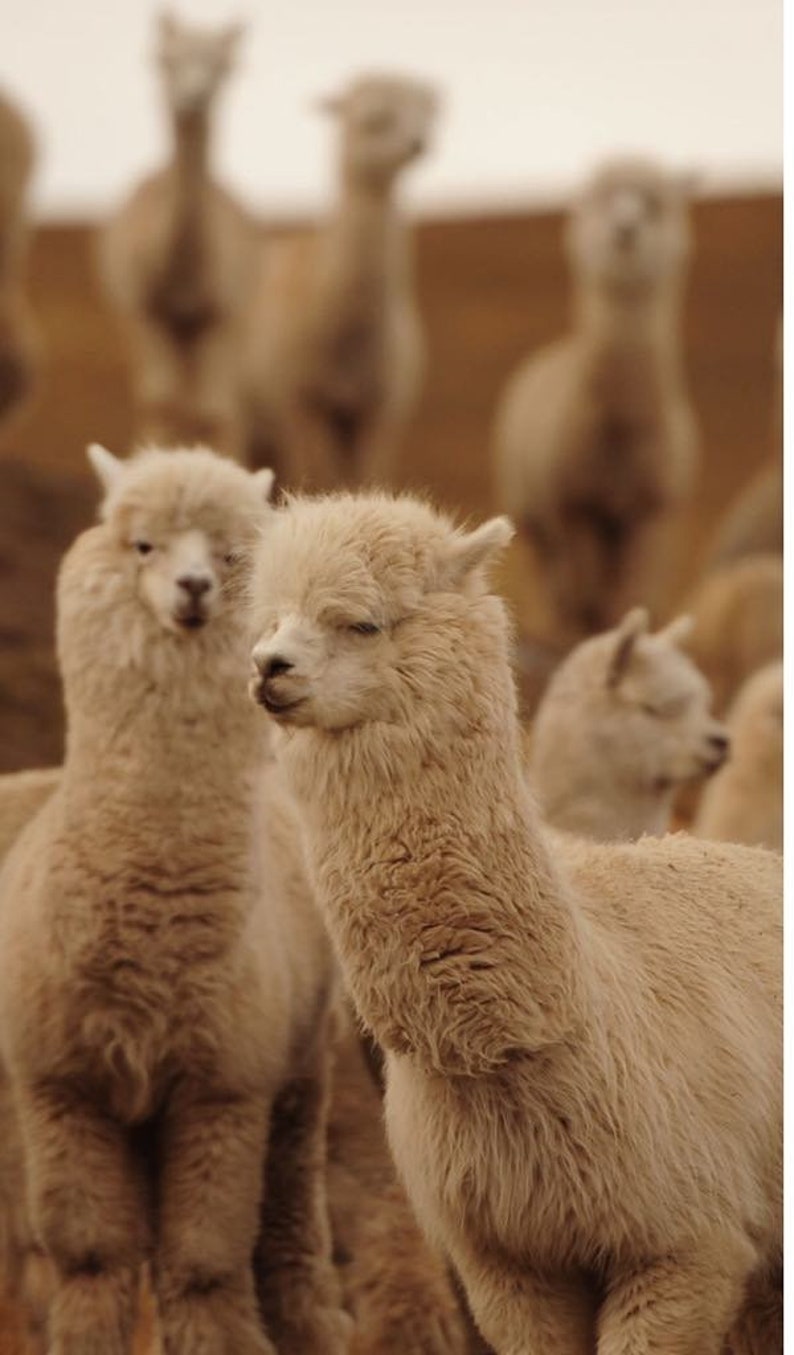 100% ALPACA