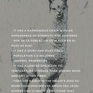 ALPACA HUACAYA