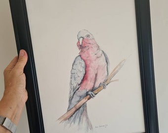 Pink galah, watercolour painting, watercolor bird, Australian fauna, galah painting
