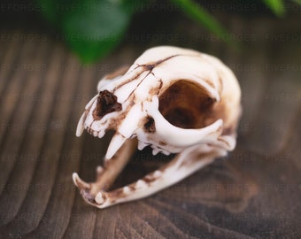 Cat Skull necklace, size small, resin replica hand painted, goth witch shaman tribal witch,