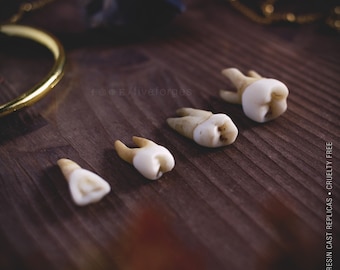 Human teeth beads oddities and curiosities, resin replica hand painted, macabre dark spooky