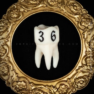 Handcrafted D6 dice shaped like a realistic human molar tooth with a bone texture and dark gothic numbers. Showing the differet colors available: Black and white.