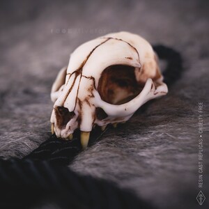 Cat skull bolo tie on a  grey faux fur fabric, oddities and curiosities gift, resin bone jewelry for dark academia and witchy style outfits.
