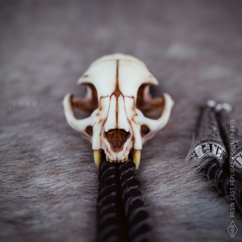 Close-up of the cat skull bolo tie on a  grey faux fur fabric, oddities and curiosities gift, resin bone jewelry for dark academia and witchy style outfits.
