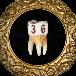 Handcrafted D6 dice shaped like a realistic human molar tooth with aged bone texture and dark gothic numbers. Showing the differet colors available: Aged.