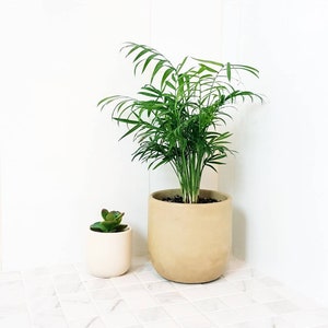 May include: Two potted plants, one a small succulent in a white pot and the other a larger green plant in a beige pot, on a white tiled floor.