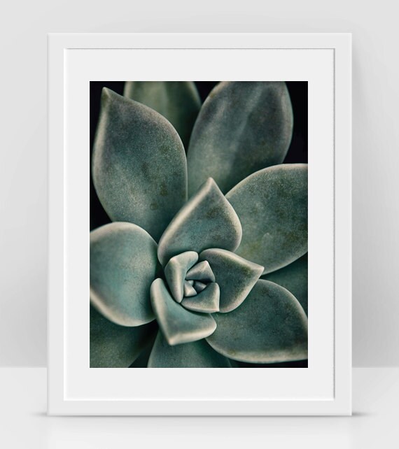 Succulent Print Cactus Photo Succulent Wall Art Cactus and Etsy
