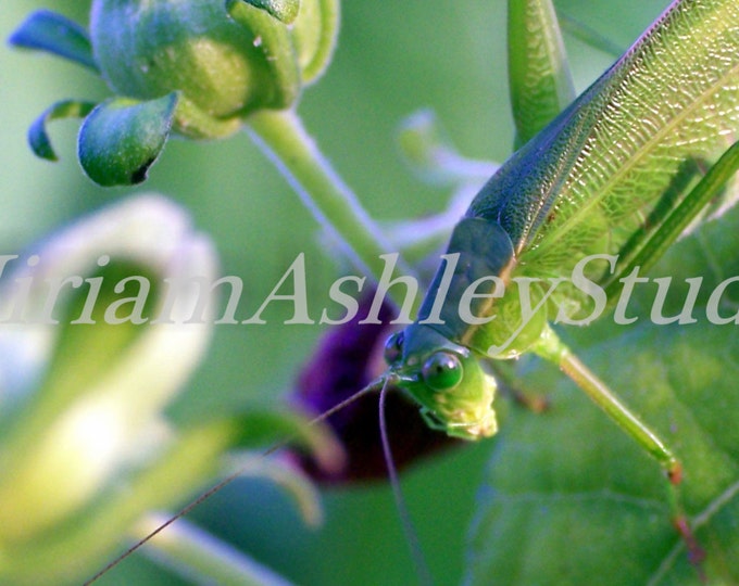 Katydid Photograph