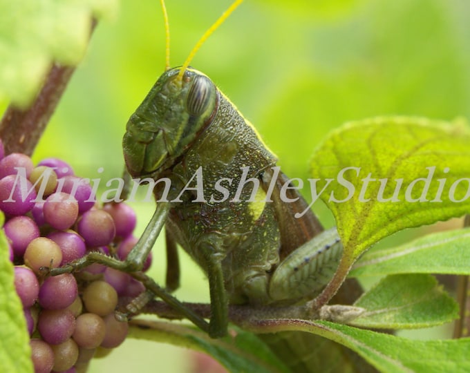 Grasshopper and Beauty Berries Digital Photo