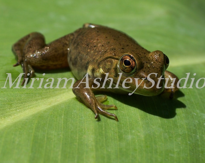 Frog  Photo Digital Image Download