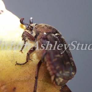 Beetle Photograph ,Digital Download
