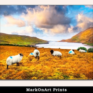 Irish Sheep Print: Wild Atlantic Way, Killary Fjord, Connemara Landscape Wall Art