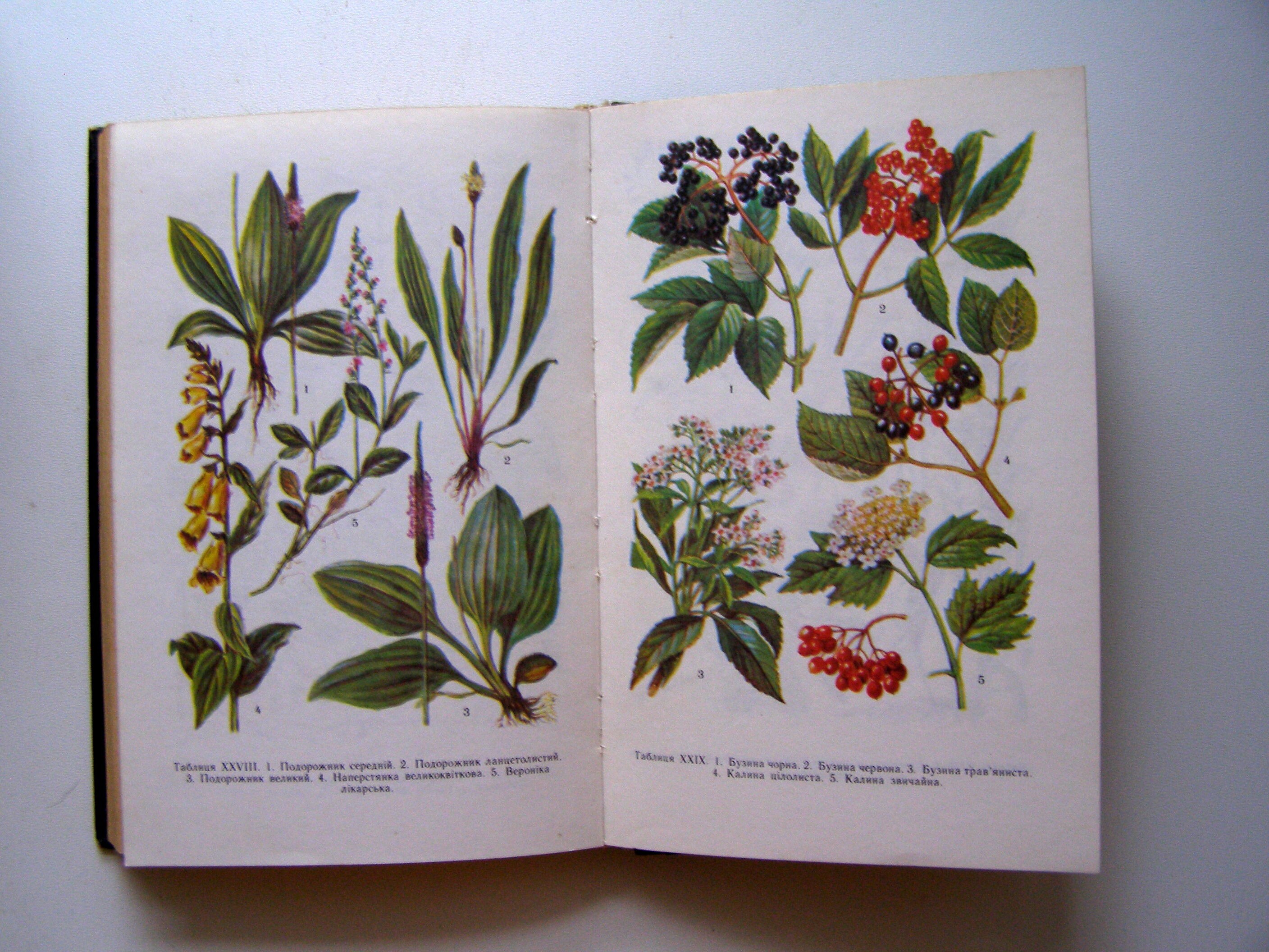 Botanical Book Vintage Illustrated forest plants treatment Etsy