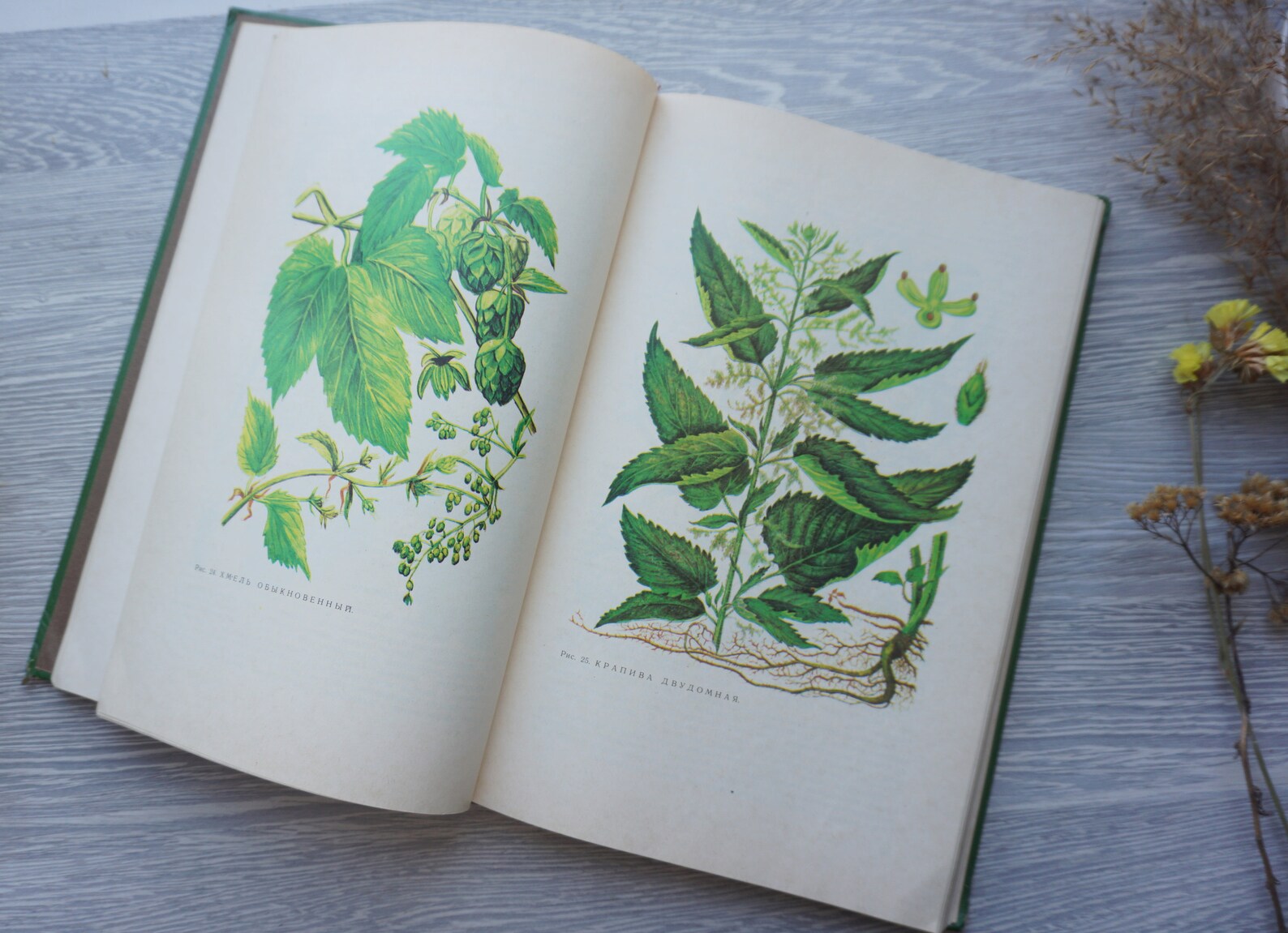 Book botany flowers Vintage Illustrated Botanical Book guide Etsy