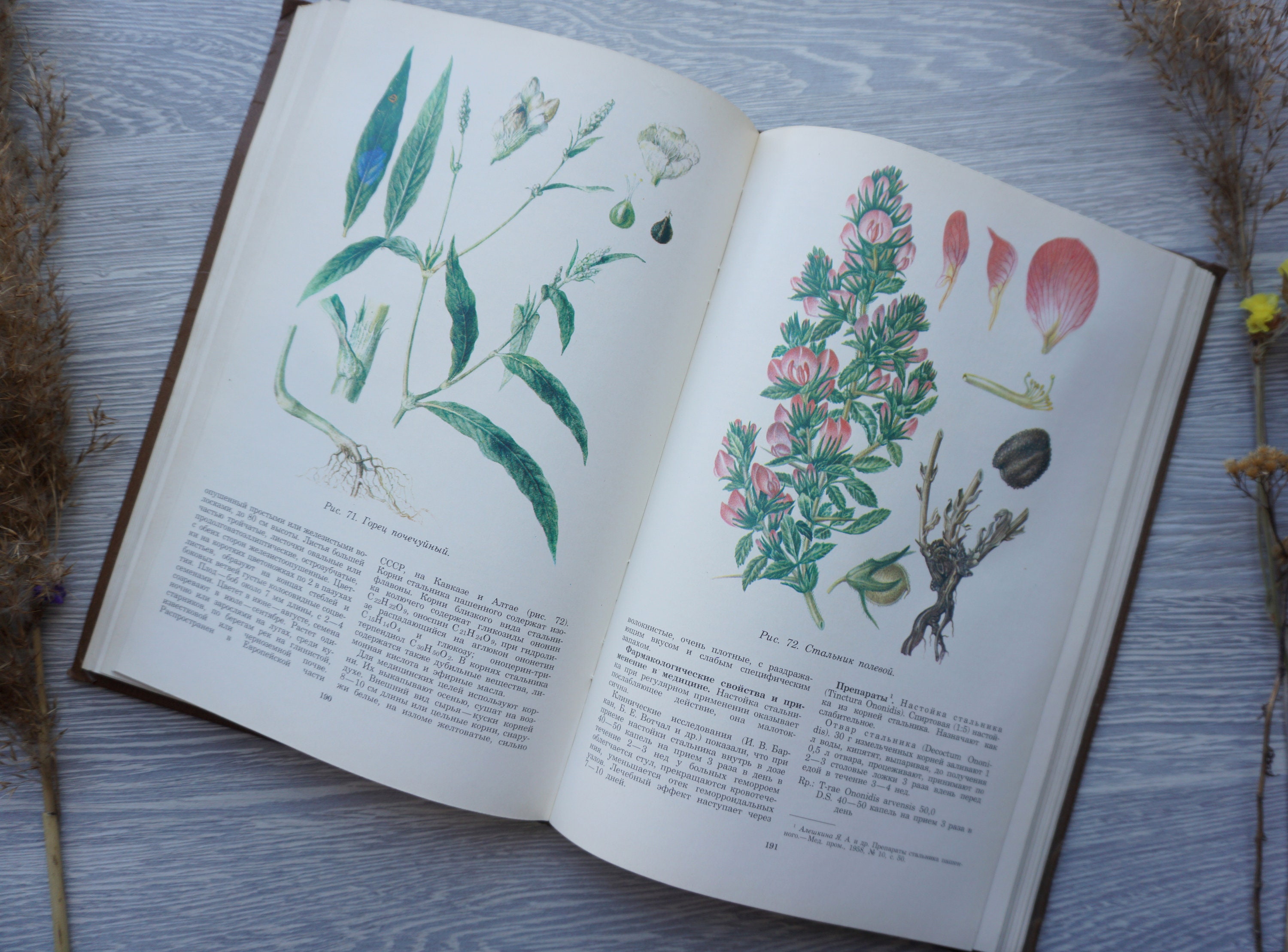 Book botany flowers Vintage Illustrated Botanical Book guide Etsy