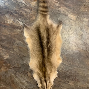 Moonlight Raccoon MLR23-99