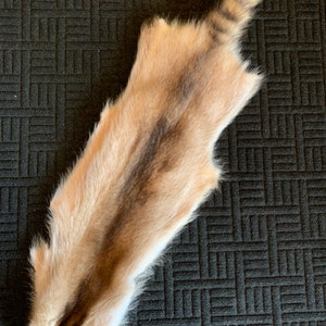 Moonlight Raccoon MLR23-11