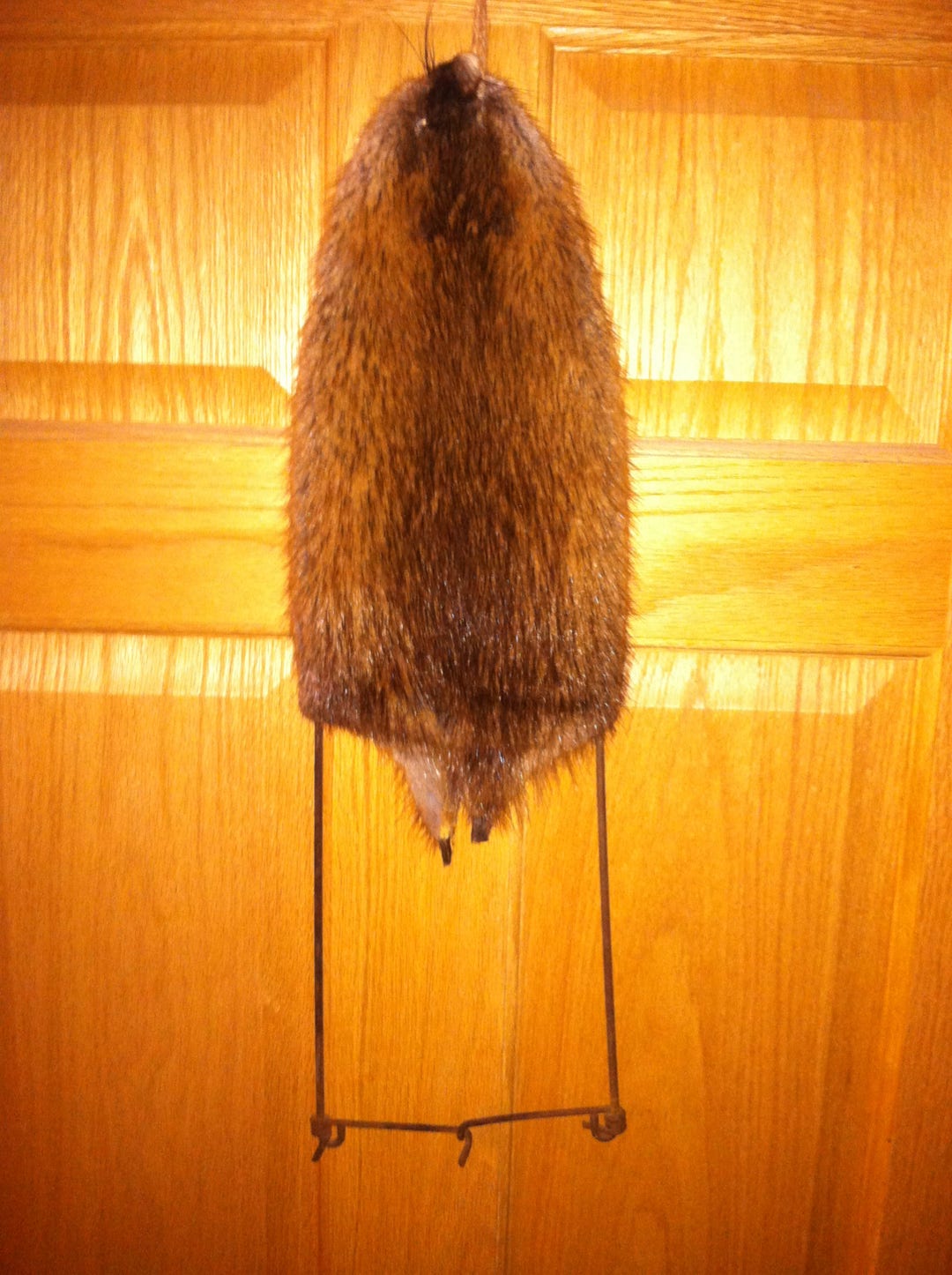 Muskrat Pelt on Strecher Etsy