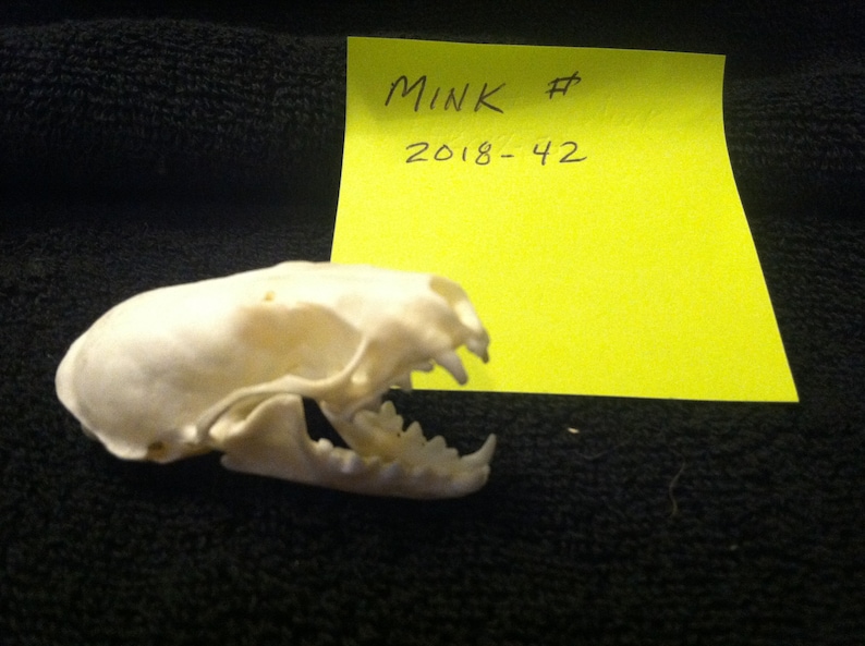 Mink Skull #42 FREE SHIPPING