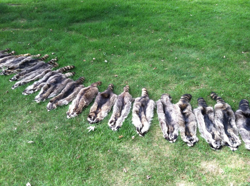 Heavy Northern Raccoon pelt 17A FREE SHIPPING