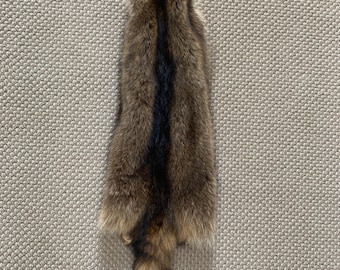 Tanned raccoon RC24-01