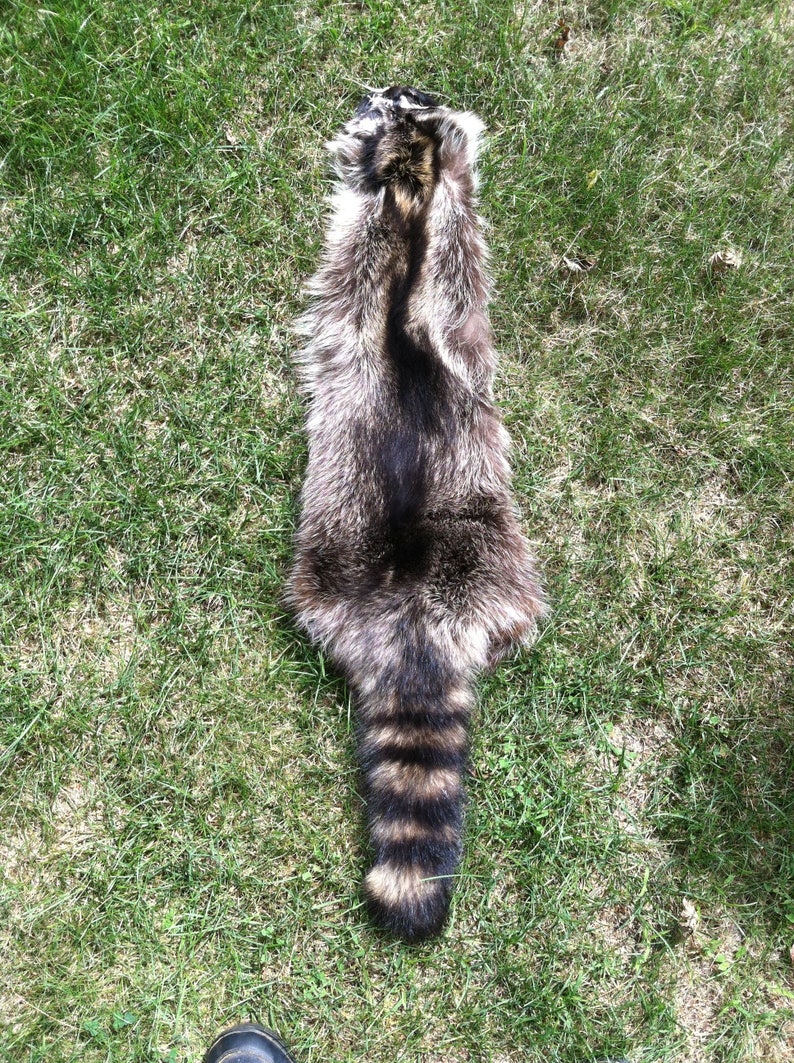 Heavy Northern Raccoon pelt 17A FREE SHIPPING