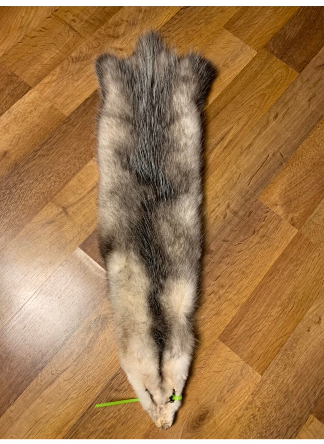 Large Opossum Pelt Etsy