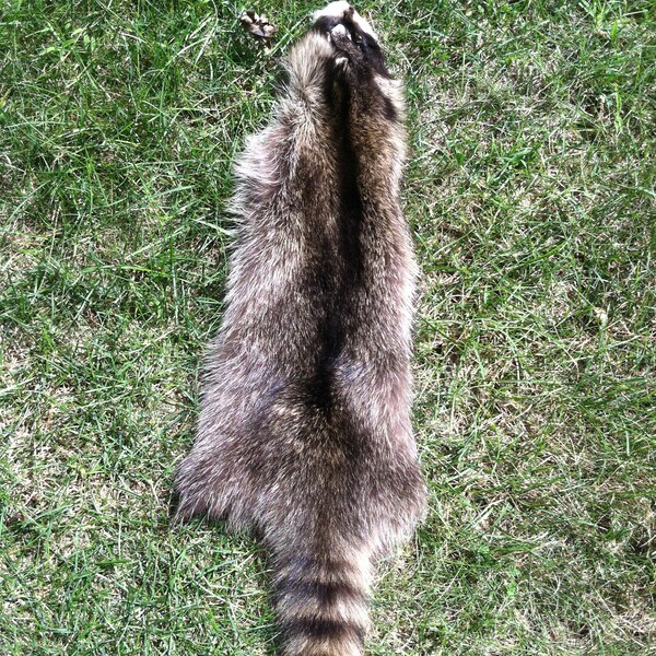 Raccoon Pelt #17S FREE SHIPPING