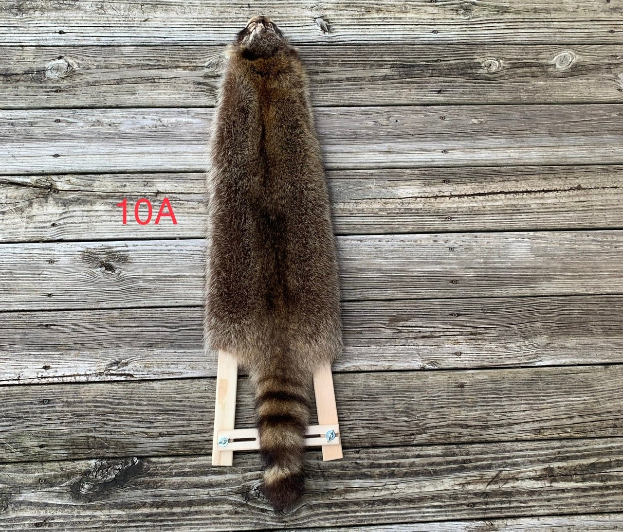 Raccoon Pelt 10A Etsy