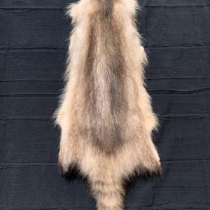 Moonlight Raccoon MLR23-22