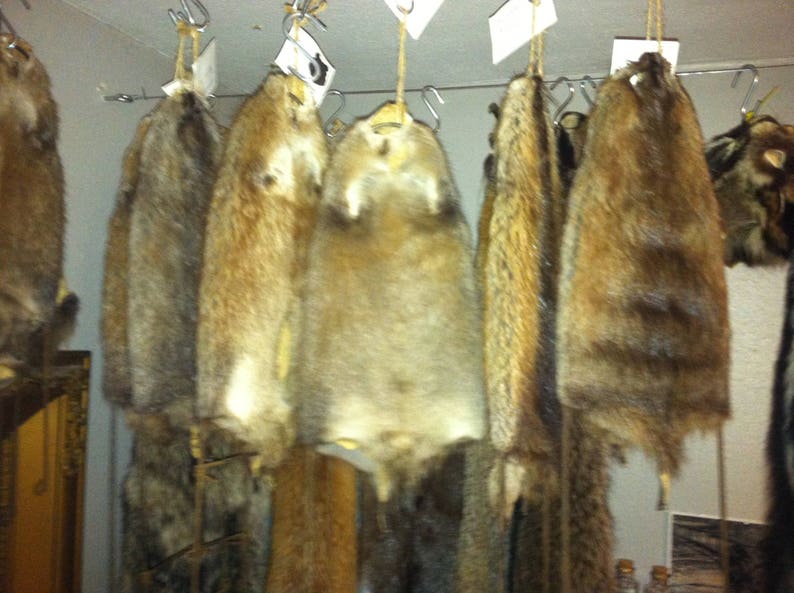 Muskrat Pelt on Strecher FREE SHIPPING Etsy