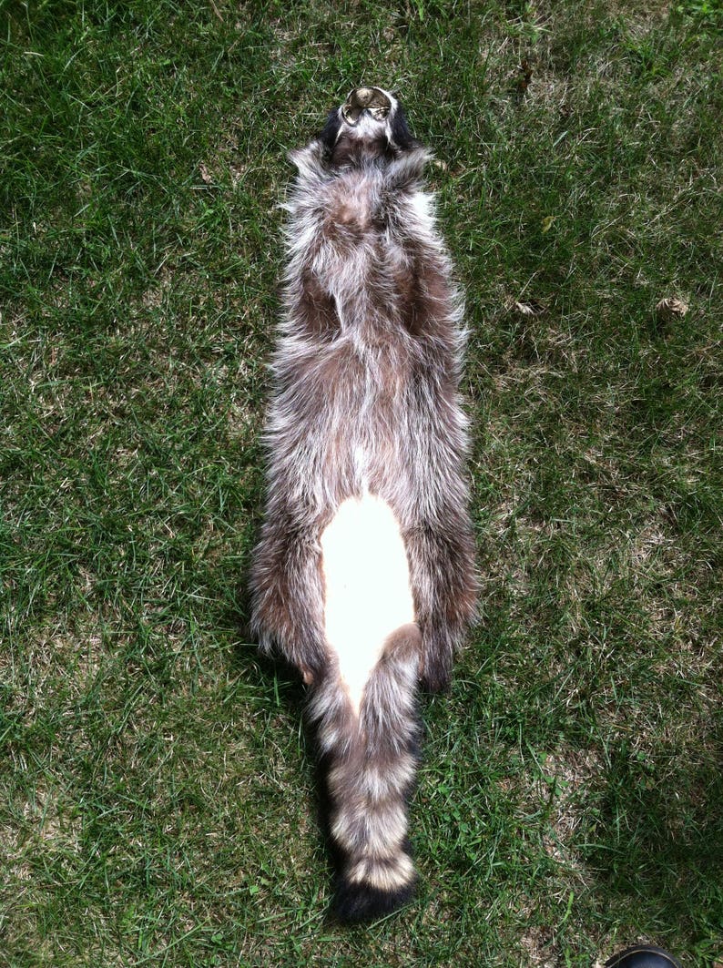 Heavy Northern Raccoon pelt 17A FREE SHIPPING