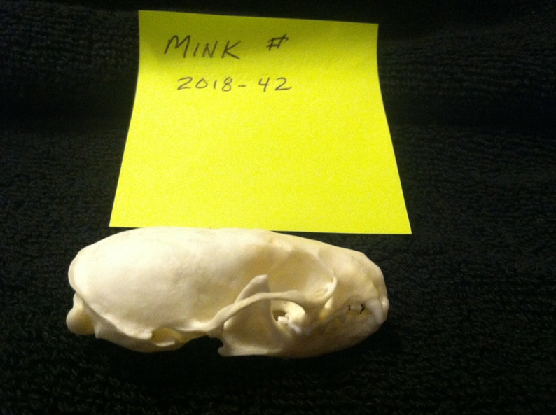 Mink Skull #42 FREE SHIPPING